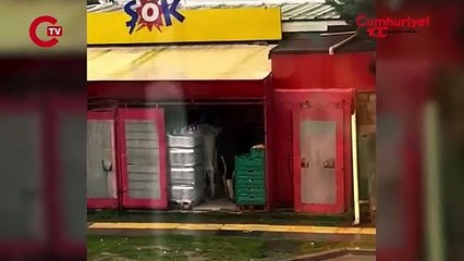 İstanbul Şile’de iki inek, ŞOK’a girerek marulları yedi. Manzarayı gören çalışan şoka uğradı.