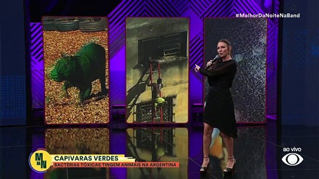 Capivara verde na Argentina? Bactérias tóxicas afetam animais no país | Melhor da Noite