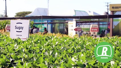 Manejo do milho safrinha foi foco da Ihara durante Show Rural 2025