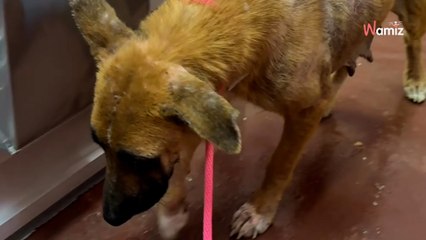 Une mère et son chiot sont inscrits sur la liste d'euthanasie : 28,6K personnes se mobilisent pour les sauver (vidéo)