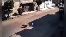 VIDEO: Patrulla municipal de Chimalhuacán atropella a perrito y no se detiene