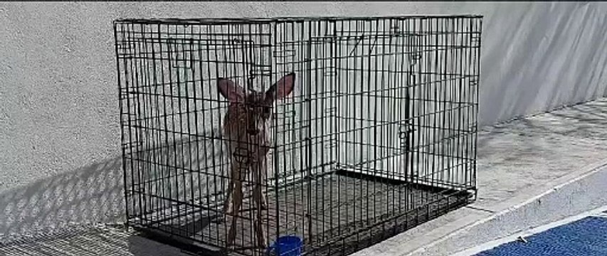Protección Civil Guadalupe captura una cría de venado en colonia Croc