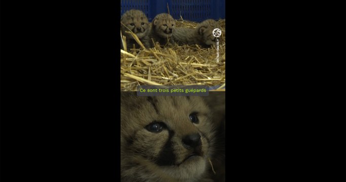 Trois bébés guépards nés au zoo de Montpellier