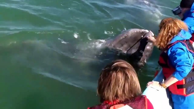 Cette baleine vient demander des calins à des touristes... Adorable