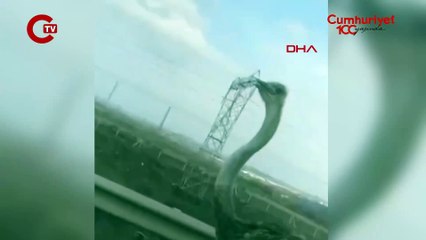 Deve kuşu firarda: Çiftlikten kaçtı, karayoluna girdi