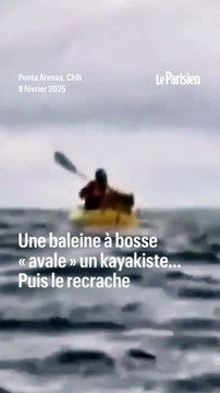 Une baleine à bosse « avale » un kayakiste