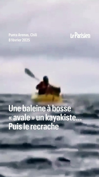 Une baleine à bosse « avale » un kayakiste