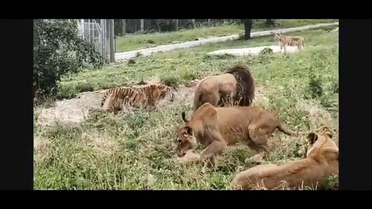 Lion vs Tiger  full battle HD original sound_ (not clickbait) (real fight)(360P)