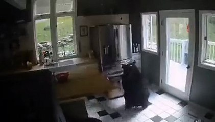 VIDEO: Saquea oso un refrigerador y escapa por la ventana