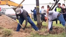 Reubican 23 árboles adultos por construcción del Mega Puente de Santa Catarina