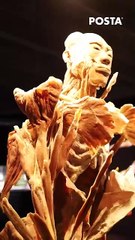Explora Mateo el asombroso mundo del cuerpo humano en Bodies