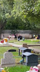 Pasea osa con sus oseznos en panteón