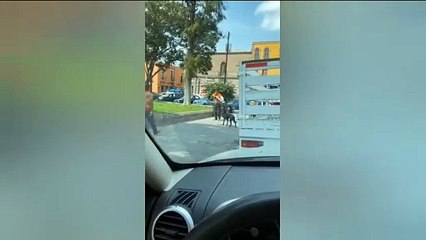 VIDEO: Tu barrio te respalda...perritos defienden a su dueño de un buscapleitos