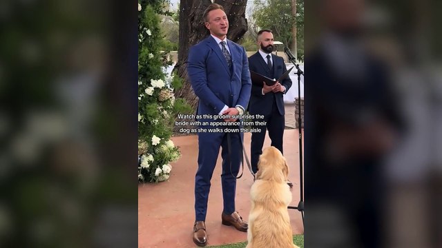 Una pareja idea el mejor plan para hacer protagonista a su golden retriever en el momento de subir al altar: Lo improvisé en el último momento