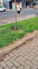 Burrowing Owl Sits Beside Its Nest Next to Busy Sidewalk