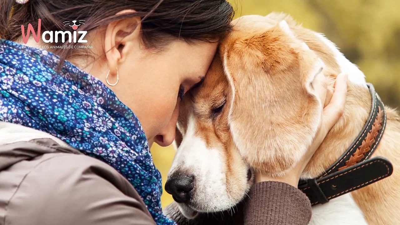 Nunca te enamores de una mujer que ama a su perro porque...