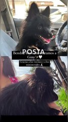 Recuperan elementos de la AEI a la perrita “Giny” tras ser robada