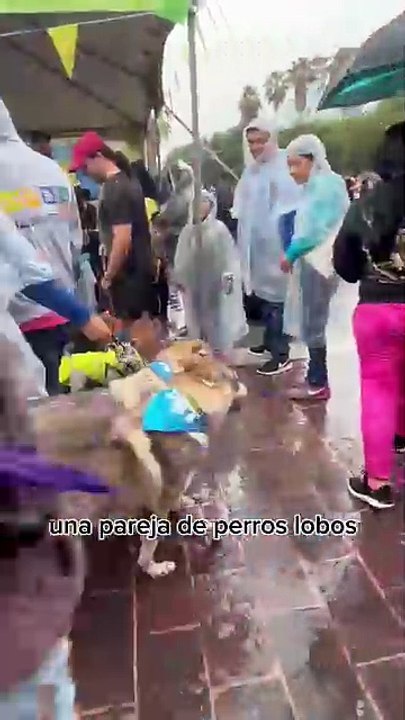 Impactan Zeus y Hera en el Macro Pet