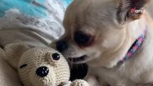 Chihuahua discapacitado recibe un peluche con su misma condición: su reacción enamora