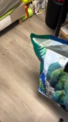 Éventail Louis Vitton 🥰