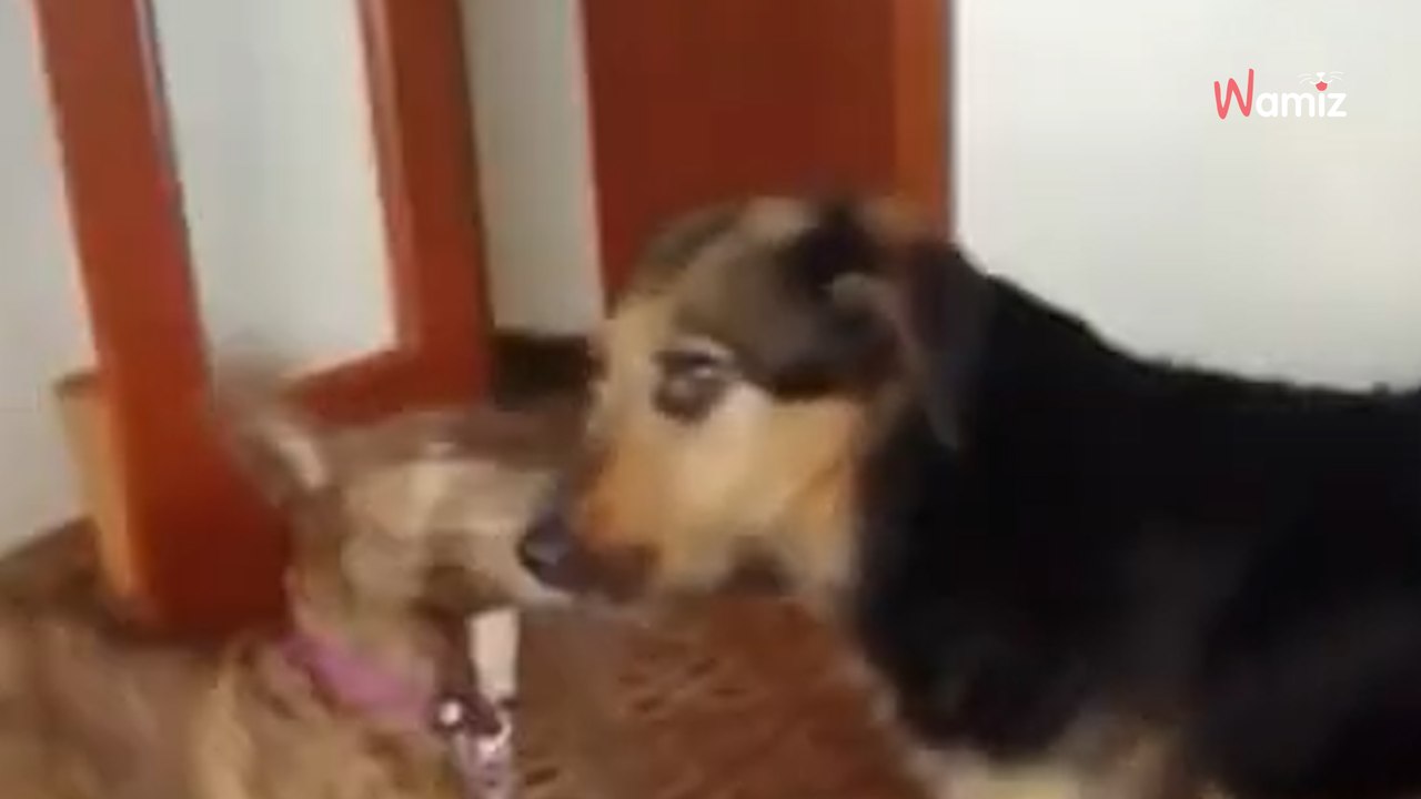 Leiva no sabe lo que es vivir bajo techo sus 11 años de vida, ¿por qué nadie la adopta?