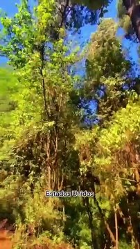 Mueren cerca de 200 mil mariposas monarca a su paso por Nuevo León y Coahuila