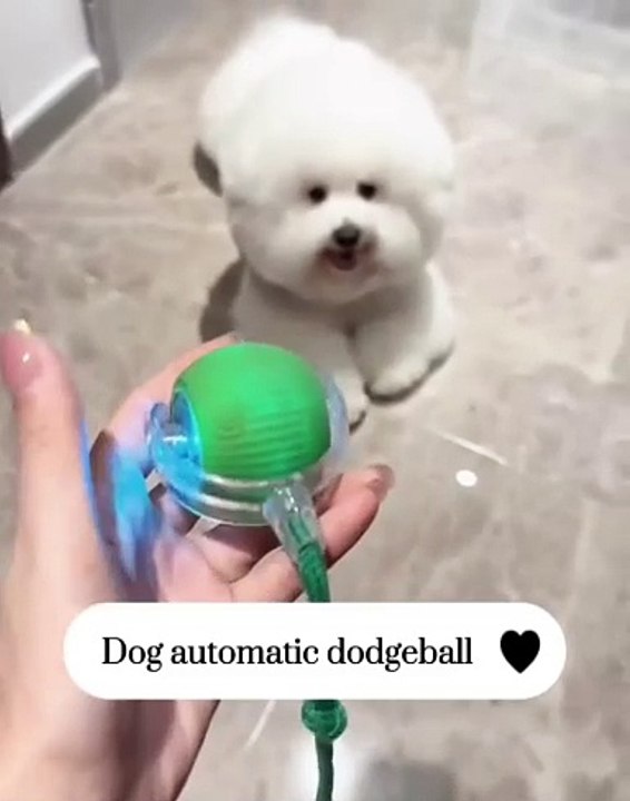 🐶 Welcome to our ultimate tribute to the four-legged stars of social media