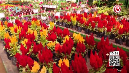 Pase en vivo - Así puede mantener hermoso su jardín durante el verano