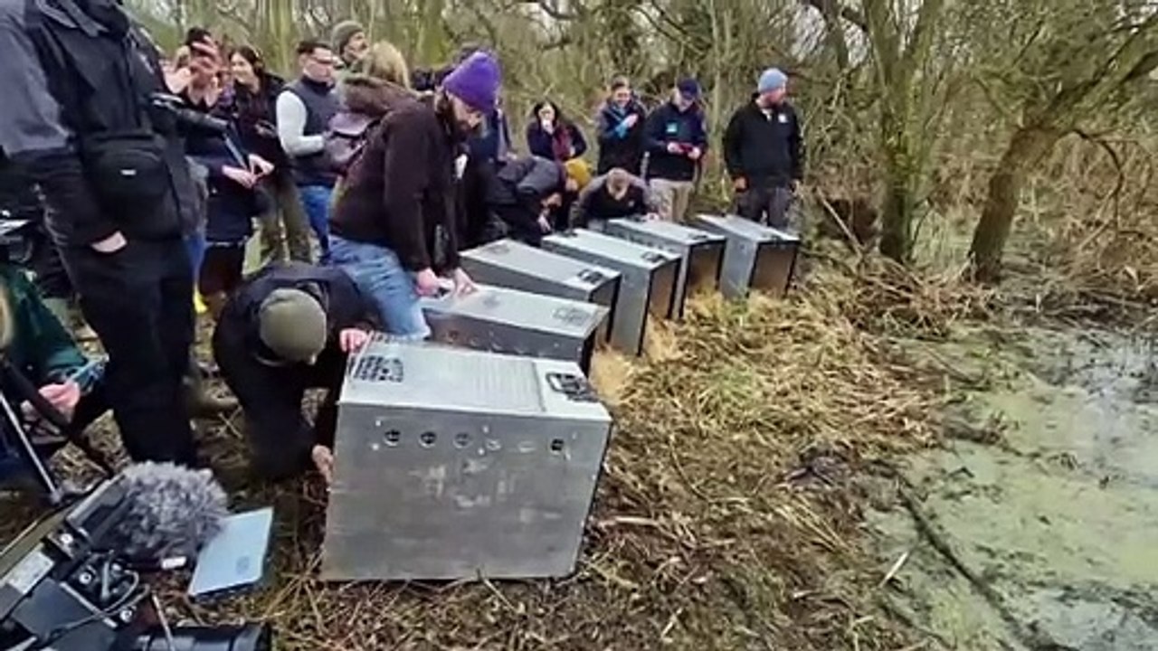 Beavers released Rushden Lakes