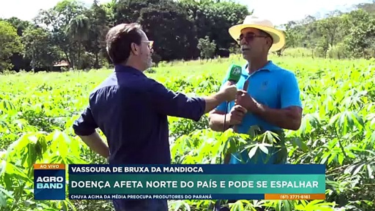 Vassoura de Bruxa ameaça lavouras de mandioca