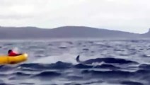 Una ballena jorobada se traga a un joven mientras navegaba en Kayak
