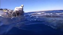 Labrador meets Whale Shark in rare interaction