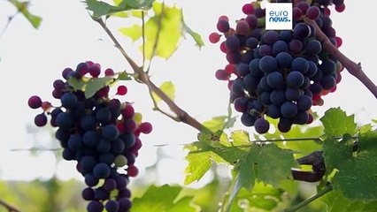 Quel impact sur les produits italiens si Trump impose des droits de douane ?