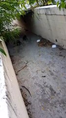 Rescatan a familia de jabalís en Guadalupe