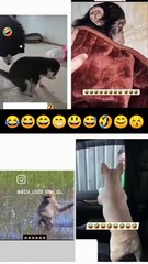 Animals Funny very funny video#Dog and monkey