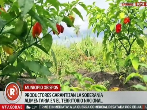 Barinas | Trabuco Clap impulsan la producción agrícola para fortalecer la soberanía alimentaria