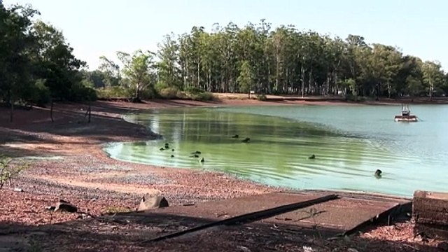 Capivaras são tingidas de verde após proliferação de bactérias na Argentina