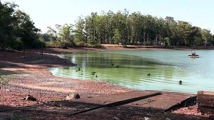 Capivaras são tingidas de verde após proliferação de bactérias na Argentina