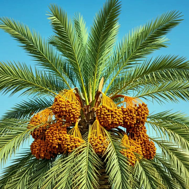 بلوغ المرام ( 114 )