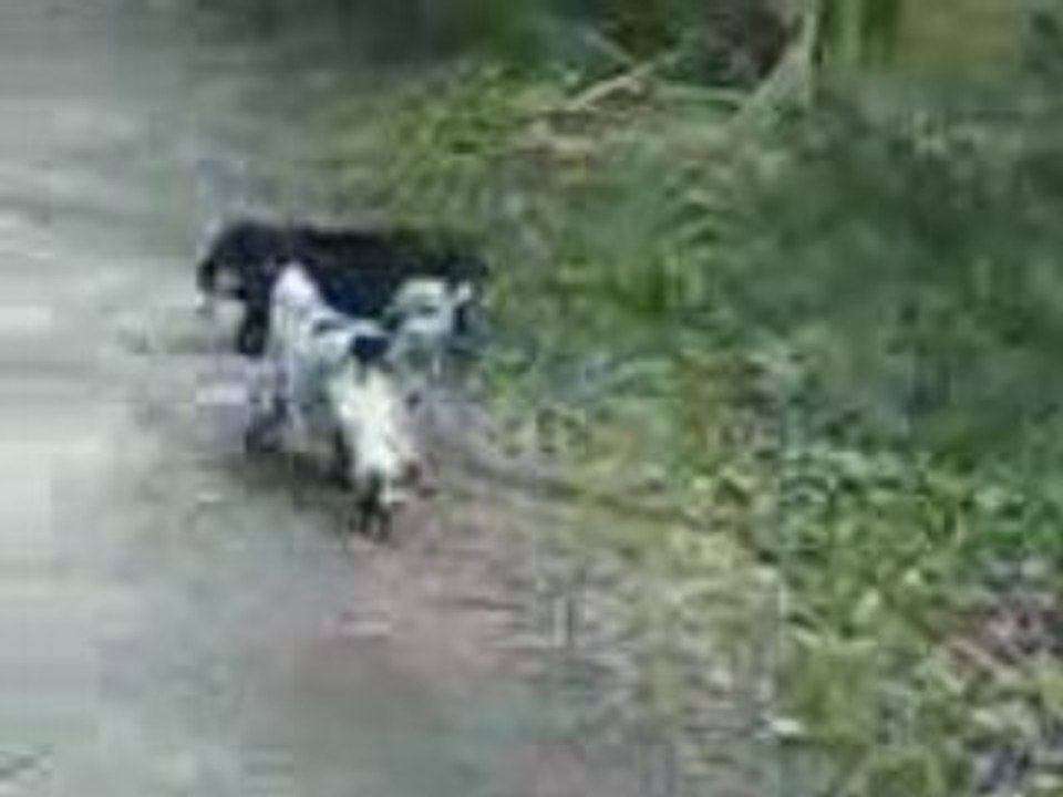 VIDchiens en ballade