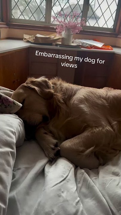 Sleeping Dog Produces Amusing Noises