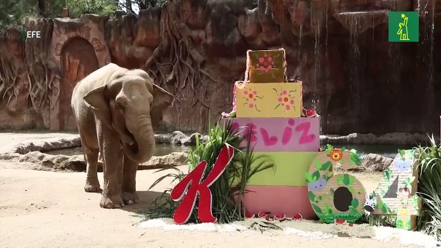 La elefanta asiática “Trompita” del zoológico de Guatemala cumple 64 años