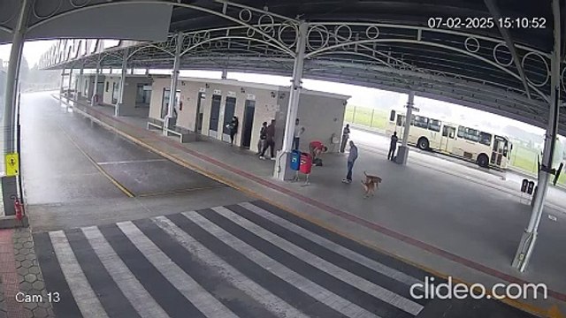 Imagens fortes: Homem que usou machadinha para agredir cachorro no terminal é indiciado