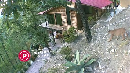 VIDEO: Sigue rondando puma en Sierra de Santiago