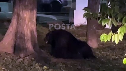 VIDEO: Avistamiento de oso en colonia Satélite al sur de Monterrey