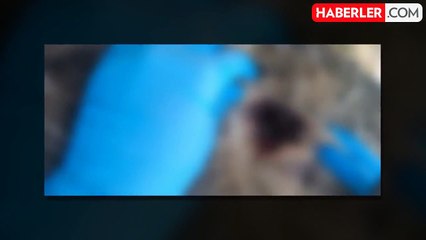 Sokak köpeklerini tüfekle öldürdüler