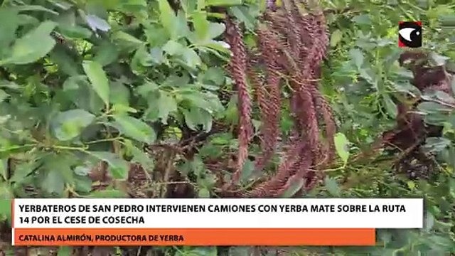 Yerbateros de San Pedro intervienen camiones con yerba mate sobre la ruta 14 por el cese de cosecha