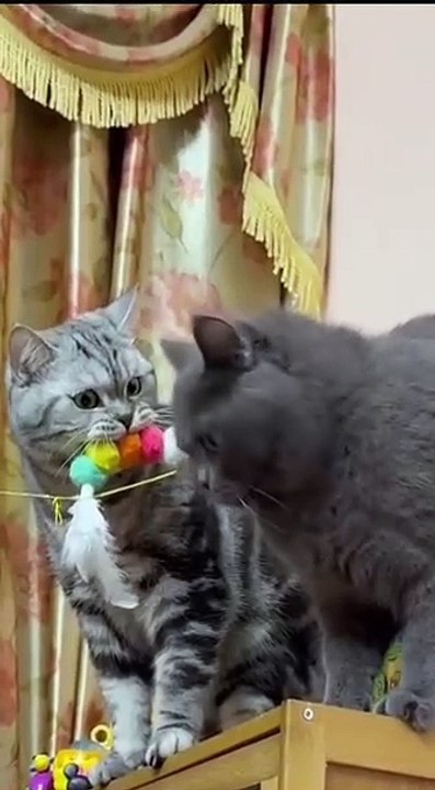 Katze „arbeitet“ an der Tastatur! 20250213