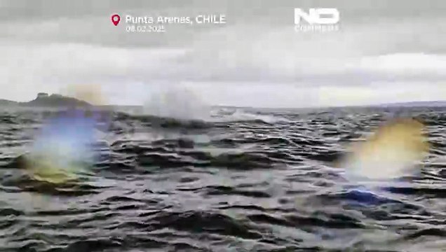 Humpback whale swallows, then releases, kayaker in Chilean Patagonia