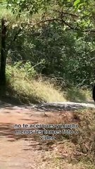 Oso a la vista en Nuevo León; aplica el AA, aléjate y ahuyéntalo